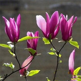 滨淇玉兰花树苗紫玉兰庭院风景树绿化苗紫玉兰地径3公分粗1棵源头直发
