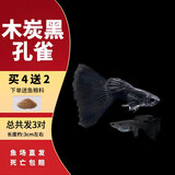 疯狂水草孔雀鱼活体水族宠物观赏鱼冷水耐活小型热带鱼淡水鱼苗 木炭黑孔雀鱼【共6条】