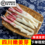 辰实四川嫩姜【现挖现发】嫩仔姜新鲜 子姜红芽姜醋泡姜 5斤嫩姜牙【发顺丰】优选