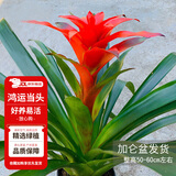 花翁鸿运当头盆栽室内花卉鲜花办公室客厅桌面摆件绿植物大花源头直发