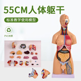 蓝蝶教学28 45 85cm人体躯干解剖模型 器官可拆卸医学心脏内脏结构骨骼肌肉教具儿童全身模特拆卸拼图  55CM两性躯干可拆21部件