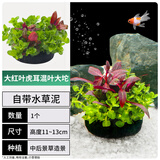 疯狂水草坨草净化水质的水草景观水养植物造景红叶虎耳草大坨源头直发包邮
