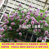 誉满园蔷薇花苗藤本月季大花庭院花园爬墙攀援爬藤植物阳台玫瑰花卉盆栽 蓝色阴雨 大苗1-1.3米高 不含盆