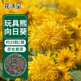花沃里 玩具熊向日葵/重瓣花卉种子家庭盆栽向日葵阳台办公室庭院约25粒