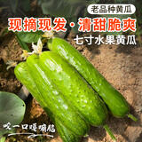 密农人家新鲜七寸黄瓜 带刺水果黄瓜 脆嫩爽口 生吃蘸酱黄瓜 新鲜蔬菜500g 七寸黄瓜500g