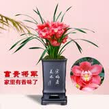 劉閣蘭花春兰花苗新品 红韵妃 花大浓香冬带花苞出售室内花卉绿植物盆栽 富贵将军4苗 勤花好养