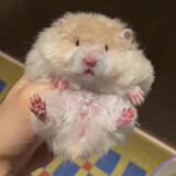 double yellow宠物仓鼠活物小仓鼠幼崽活体仓鼠宝宝金丝熊 卷毛蜜波利 可备注公母