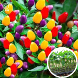大禹菜苗秧蔬菜苗子大全活苗带土种苗夏季西红柿盆栽圣女果秧苗阳台 七彩椒苗6棵(五彩六彩泡椒)
