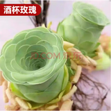墨一【送货上门】多肉植物带盆组合套装多肉办公室绿植花卉三八节礼物 酒杯玫瑰【塑料盆栽好】