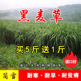 简雪进口牧草种子四季多年生鱼草耐寒抗旱喂养鸡鸭鹅猪牛羊鱼兔草籽孑 冬牧70黑麦草种子1斤