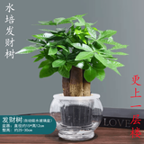 叹为观止18种吊兰任你选金边吊兰各种盆栽花卉客厅垂吊桌面植物净化空气 三杆发财树 含盆