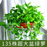 青源绿萝盆栽室内绿植花卉水培植物大叶绿箩 1盆360超大盆一盆顶六盆 带盆栽好