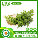 北菜园有机芹菜450g新鲜有机蔬菜，轻餐榨汁蔬菜蔬菜北京产地