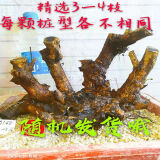 黄荆桩老桩黄荆盆景熟桩树桩根雕舍利黄荆室内绿植办公室盆栽庭院盆景疙瘩老桩 精选3-4枝黄荆老桩随机发 不含盆