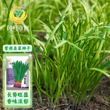 凤鸣雅世紫根韭菜种子独根红籽根深红根宽叶紫根1号紫根韭菜种子10克