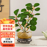 欧芽小盼菩提树盆栽带果绿植物室内花卉办公室盆景客厅禅意摆件好养活 小盼菩提 配莲花盆带底拖