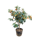 花喜鹊脆皮金桔树苗带果发货盆栽纯甜蜜糖金桔苗可食用橘子树苗室内四季 七年金桔壮苗盆栽（带果发货）