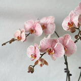 爱你一万年蝴蝶兰花苗带花剑带花苞盆栽兰花大苗客厅室内植物花卉四季好养活 鲑鱼粉带营养液