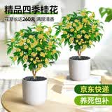 爱优尚桂花树苗四季桂盆栽可食用开花香室内外阳台客厅圆柱盆源头直发