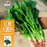 IDEAL大圆叶菠菜种子蔬菜种籽夏季红根菠菜籽阳台种菜高出芽率种子20g
