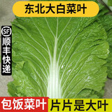 良知农哥【顺丰】东北新鲜白菜叶饭包大白菜叶子打包 新鲜蔬菜 250g菜叶  无酱 陆运
