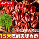 大禹四季红葱头种子香葱根苗小葱苗秧子种头火葱头老品种夏季蔬菜籽 正宗红葱头种子1斤+1包肥
