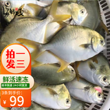 海鲜颂活冻金鲳鱼 海捕平鱼深海鲳鱼 国产生鲜鱼类 海鲜水产  500g/条 1 条装