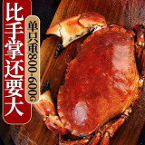 熟冻面包蟹 黄金蟹母蟹膏蟹  黄道蟹 海鲜蟹类 熟冻面包蟹（2000g-1600g）2只装