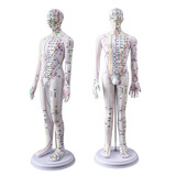 中医针灸穴位人体模型十二经络图穴位模型全身小皮人硅胶可扎针小铜皮人数字刻度彩硬质60cm男臂可转数字刻度