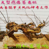 黄荆桩老桩黄荆盆景熟桩树桩根雕舍利黄荆室内绿植办公室盆栽庭院盆景疙瘩老桩 经典大疙瘩苍老桩随机发 不含盆