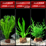 疯狂水草鱼缸造景水草植物直接入缸火山石蜈蚣草小九冠鹿角茸源头直发包邮