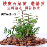腾云枫 正宗原产地雁荡山铁皮石斛苗三年大苗铁皮石斛盆栽绿植可食用 铁皮石斛苗17株以上