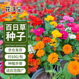花沃里百日草种子10g百日菊混色 花种子大全花种籽盆土家庭阳台庭院盆栽