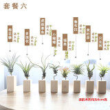 叹为观止空气凤梨鲁布拉无土植物桌面绿植盆栽办公室内花卉 套餐六 含盆