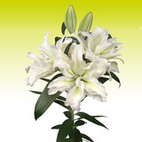 左家花园多个装进口香水百合种球东方花球盆栽庭院花种子四季球根花卉 爱莎16-18cm3球