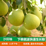 虞润 嫁接柚子树苗红心蜜柚三红蜜柚南北方种植盆栽地栽果树当年结果 沙田柚 4年苗当年结果