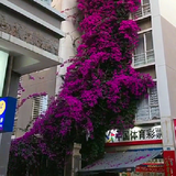 汉柠   三角梅树苗盆栽室内阳台爬藤植物勒杜鹃花苗重瓣大苗庭院花卉盆景 紫罗兰 三年苗
