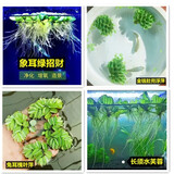 鱼缸造景净化水质肚兜萍水浮萍槐叶萍懒人水草一叶莲浮萍养鱼龟水 四宝(芙蓉肚兜象耳兔耳)各1颗