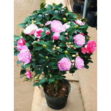 康果圆香妃山茶花盆栽带花苞五色赤丹花卉绿植物室内浓香型树苗四季开花 特惠3年苗【3颗3个色】送肥料 不含盆