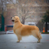 梦茜儿纯种金毛幼犬活体宠物狗导盲犬家养金毛小狗狗双血统金毛犬幼崽 宠物级 宠物家养款 公