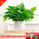 绿有意绿萝盆栽除甲醛室内好养花卉植物绿萝批发办公室新房装修净化空气 180碎石纹绿萝3盆+壶+10肥 带盆带土发货