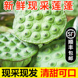 华味仙新鲜湘潭莲蓬 太空水果新鲜当季嫩莲蓬生吃鲜莲子带莲蓬现摘现发 湘潭莲蓬净重3斤(共14-21个）