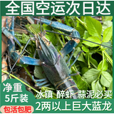 澳洲鲜活小龙虾超大特大淡水养殖清水蓝龙虾一两以上（干净免刷） 2两5斤装（一斤大概4-5只）