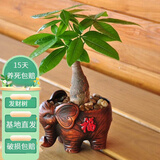 花友发财树盆栽办公室盆栽室内客厅桌面绿植小盆景发财树植物花卉 福象花盆+单杆发财树
