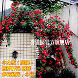 誉满园蔷薇花苗藤本月季大花庭院花园爬墙攀援爬藤植物阳台玫瑰花卉盆栽 小女孩 大苗1-1.3米高 不含盆