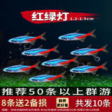 红绿灯鱼灯科鱼孔雀鱼热带观赏鱼淡水宝莲灯鱼活体斑马鱼群游鱼 1-1.2cm 红绿灯8条+2备损