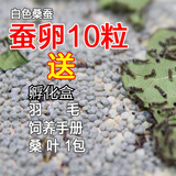 奥狸狸【当天发货】蚕宝宝卵学生蚕籽蚕卵蚕蛋天然彩蚕子杂交桑蚕种春蚕 蚕卵10粒+孵化盒 清理网羽毛桑叶