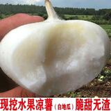 正宗新鲜现挖现发地瓜白土瓜凉薯带泥土发货沙地种植脆甜 5斤