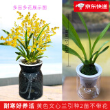 劉閣蘭花5色文心兰盆栽带花苞梦香兰奶香水味迷你兰花苗浓香型室内花卉 黄色梦香2苗年底开花 配北欧盆