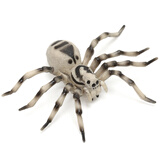 玛奇乐（MECHILE）仿真昆虫动物模型玩具蝉凤尾蝶蜻蜓螳螂苍蝇蟑螂蜈蚣宝宝认知启蒙 狼蛛